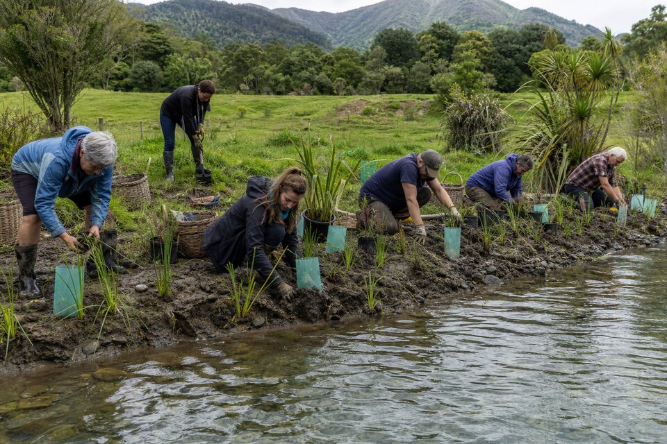 Volunteers replanting a riparian margin in native species along a clear Golden Bay stream